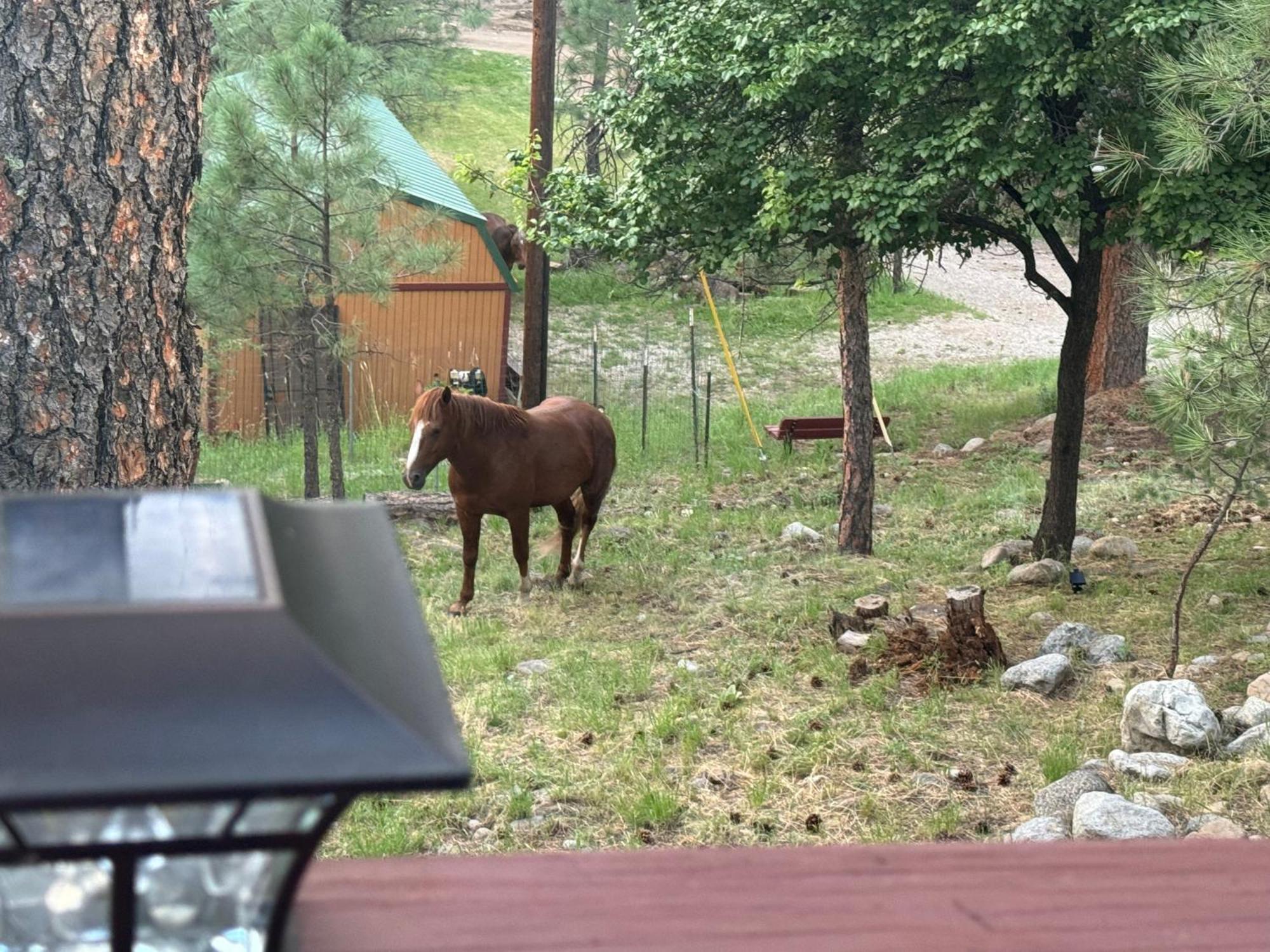 Gonzales Cozy Little Bear Cabin Ruidoso Extérieur photo