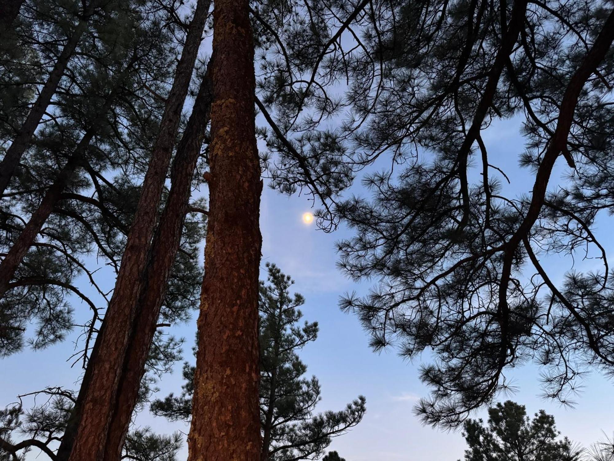 Gonzales Cozy Little Bear Cabin Ruidoso Extérieur photo