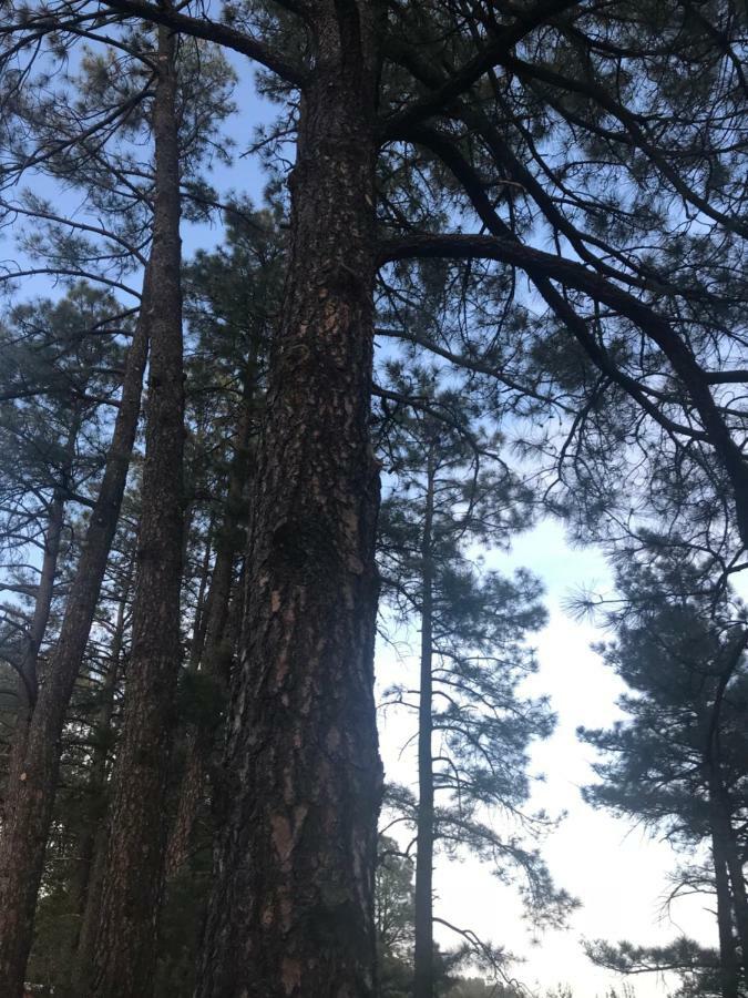 Gonzales Cozy Little Bear Cabin Ruidoso Extérieur photo